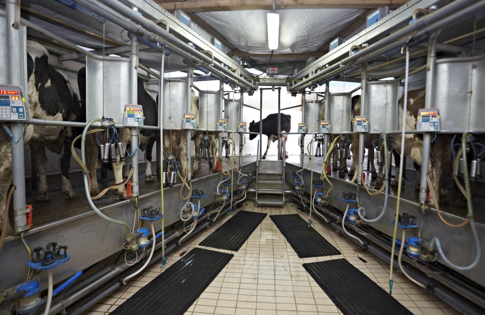 automatic milking system AMS industry cow farm
